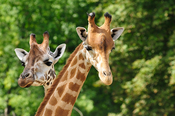 Giraffen in dierentuin ARTIS